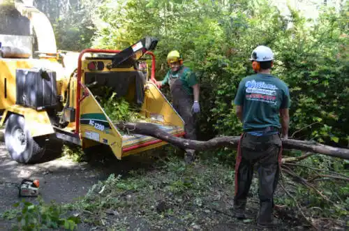 tree services Big Bear Lake